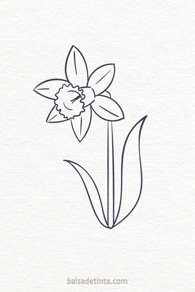 Flower Drawings - Daffodil