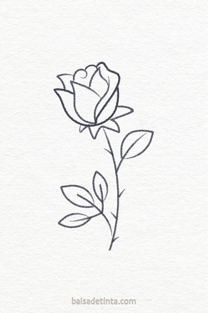 Flower Drawings - Rose