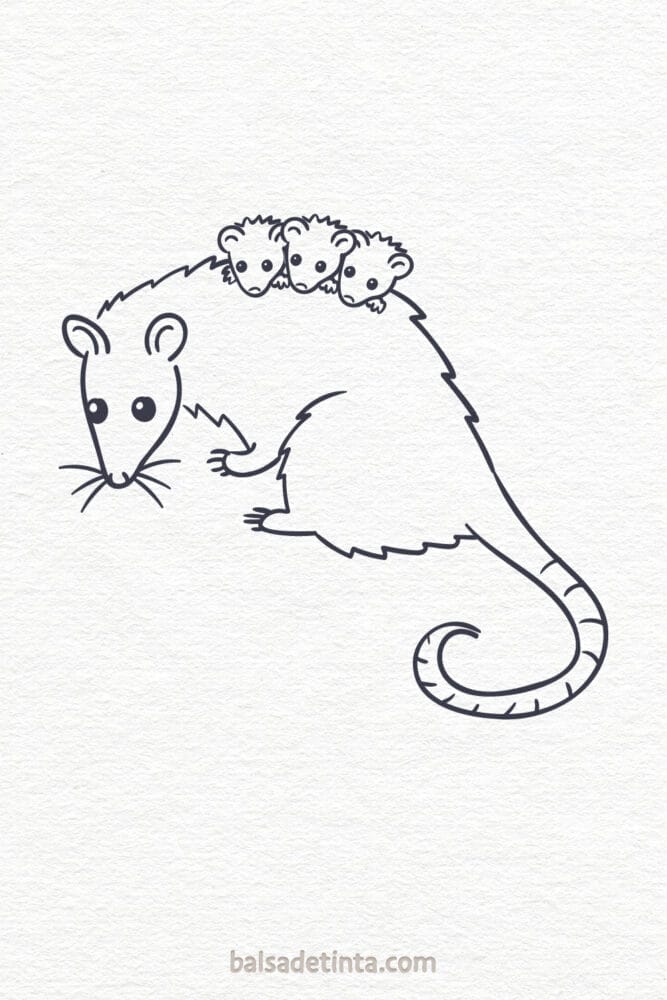 Animal Drawings - Opossum