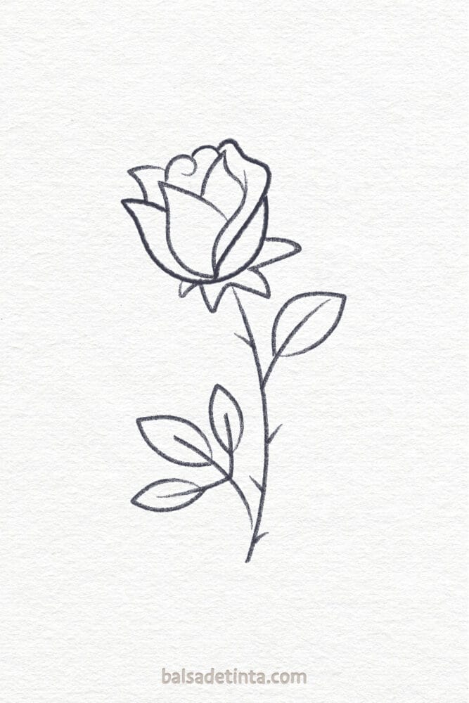 Romantic Drawings - A Rose